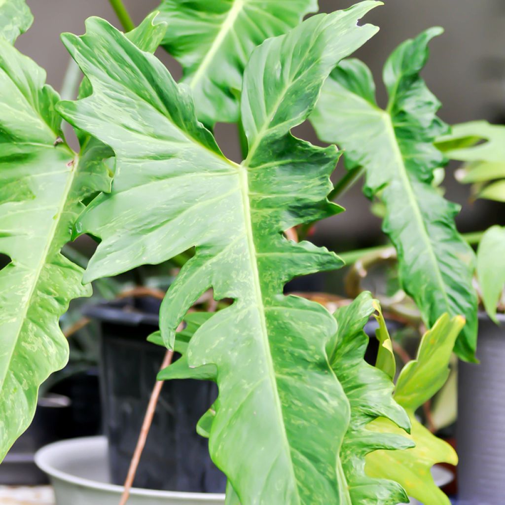 Philodendron  Ring of Fire - Philodendron hybride Ring of Fire