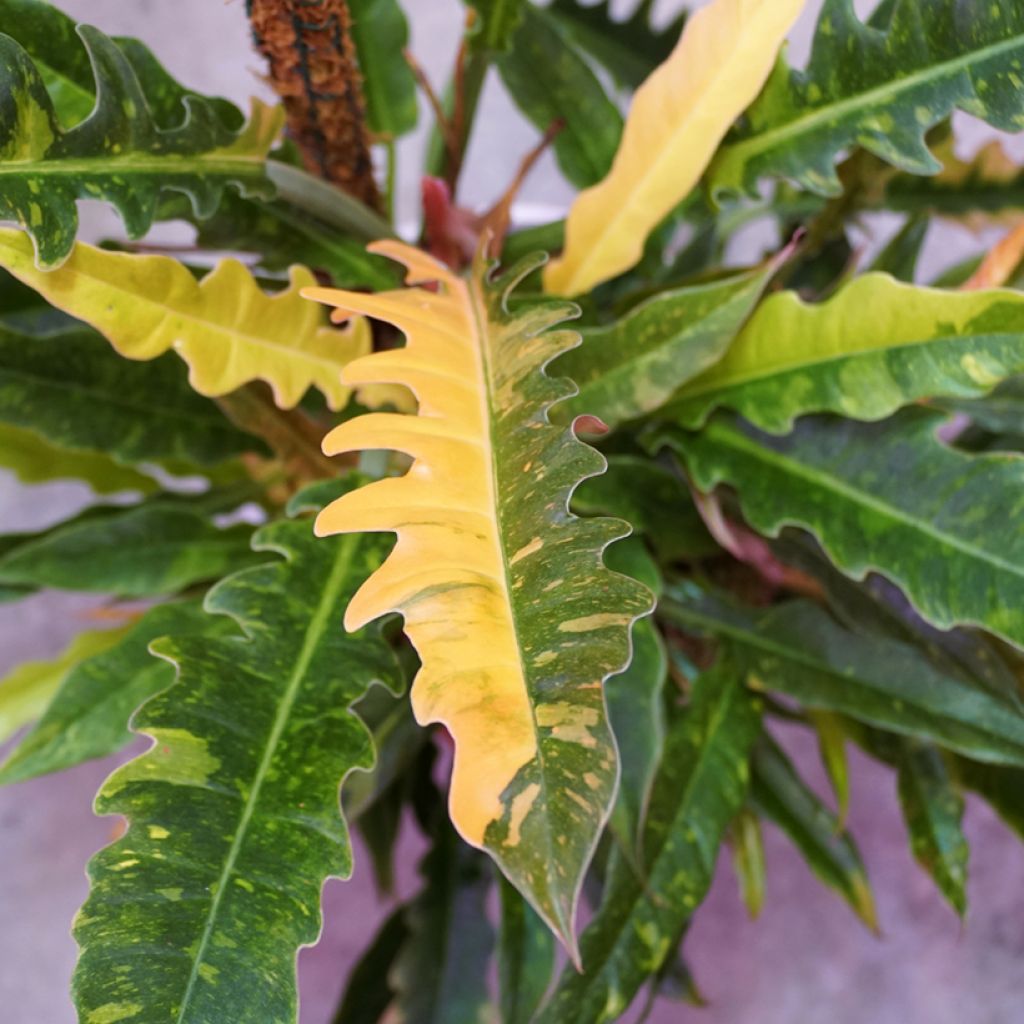 Philodendron  Ring of Fire - Philodendron hybride Ring of Fire