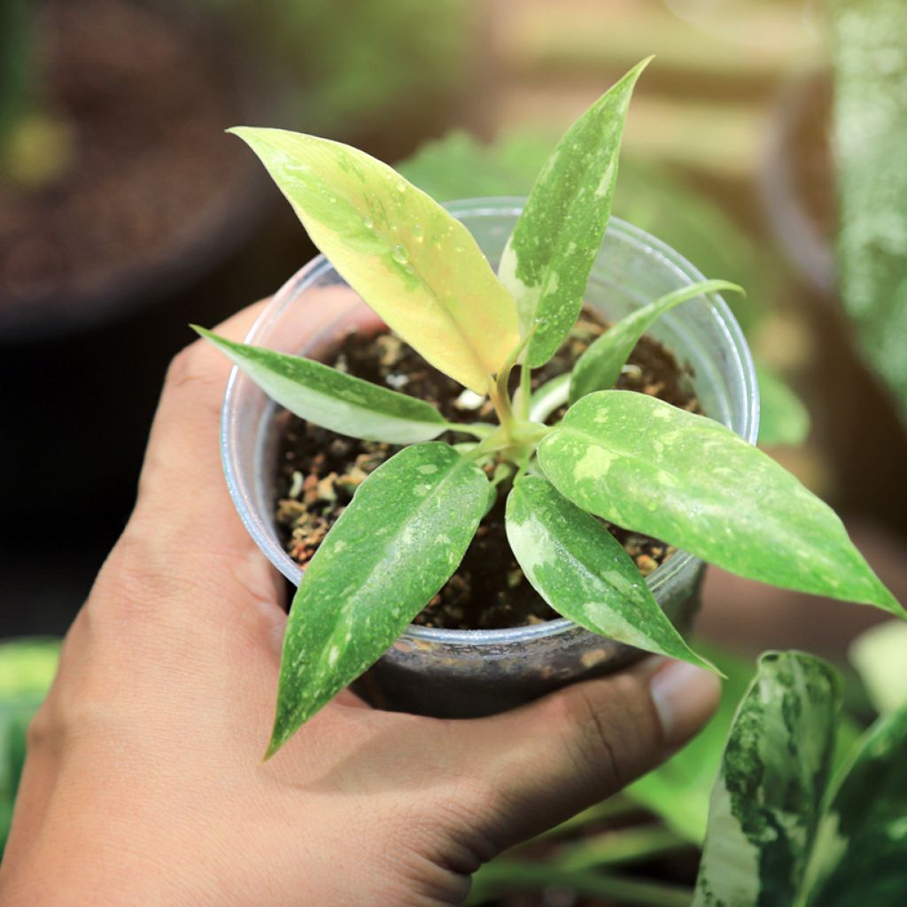 Philodendron  Ring of Fire - Philodendron hybride Ring of Fire