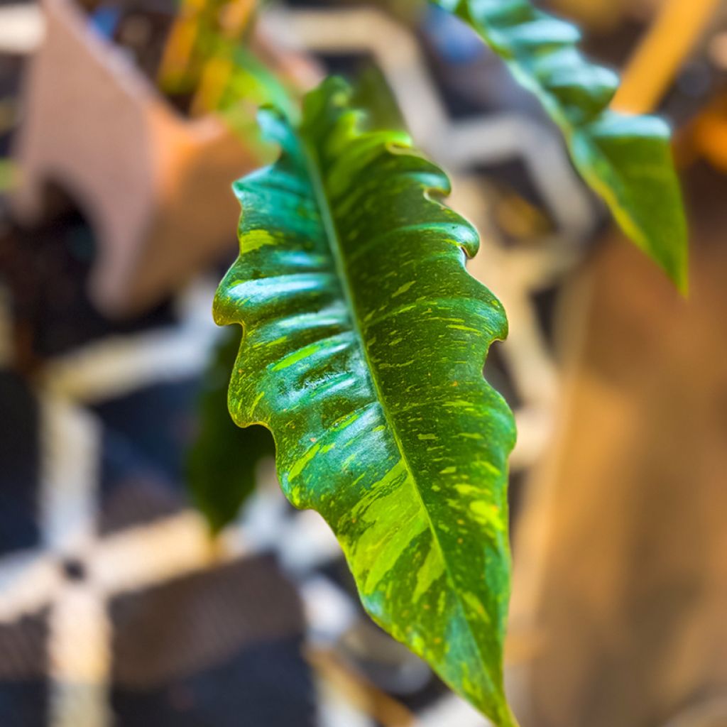 Philodendron  Ring of Fire - Philodendron hybride Ring of Fire