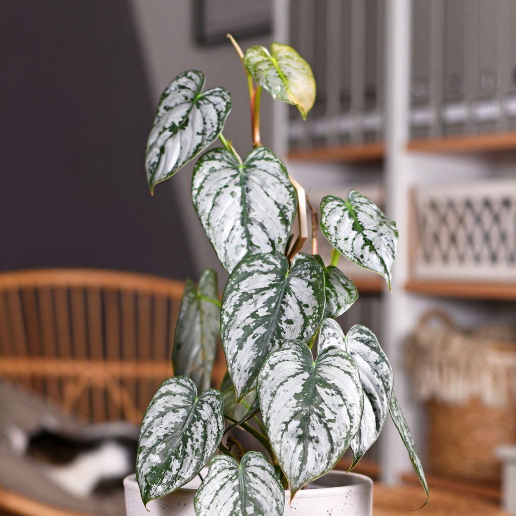 Philodendron brandtianum