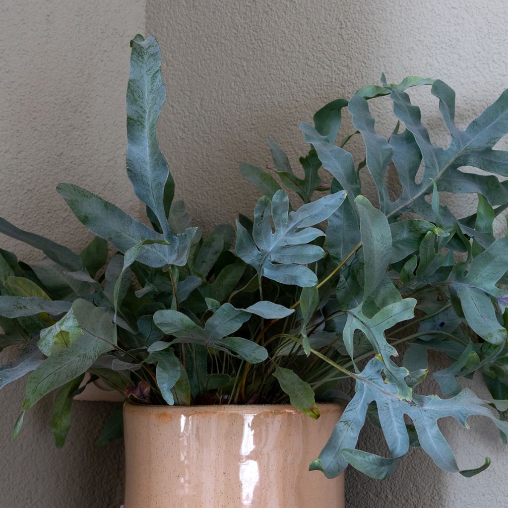 Phlebodium aureum Blue Star - Golden polypody