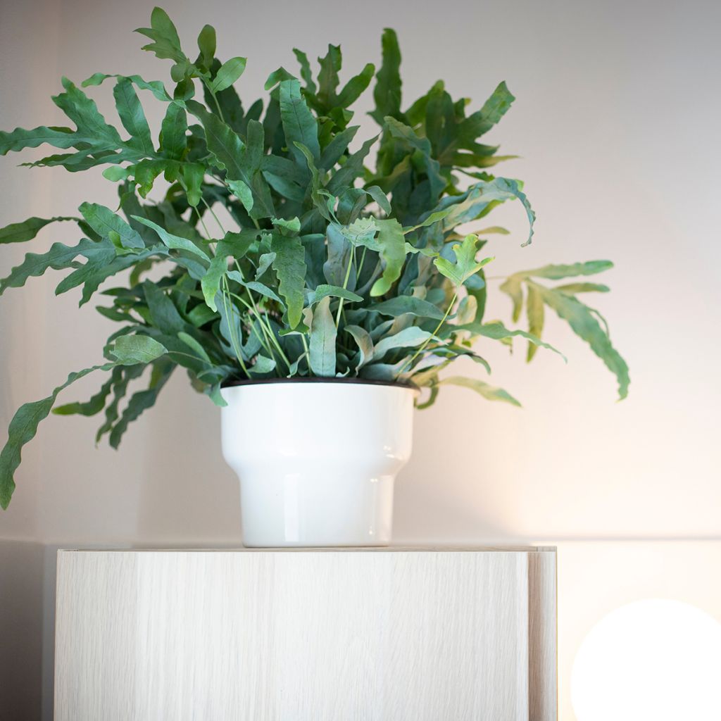 Phlebodium aureum Blue Star - Golden polypody