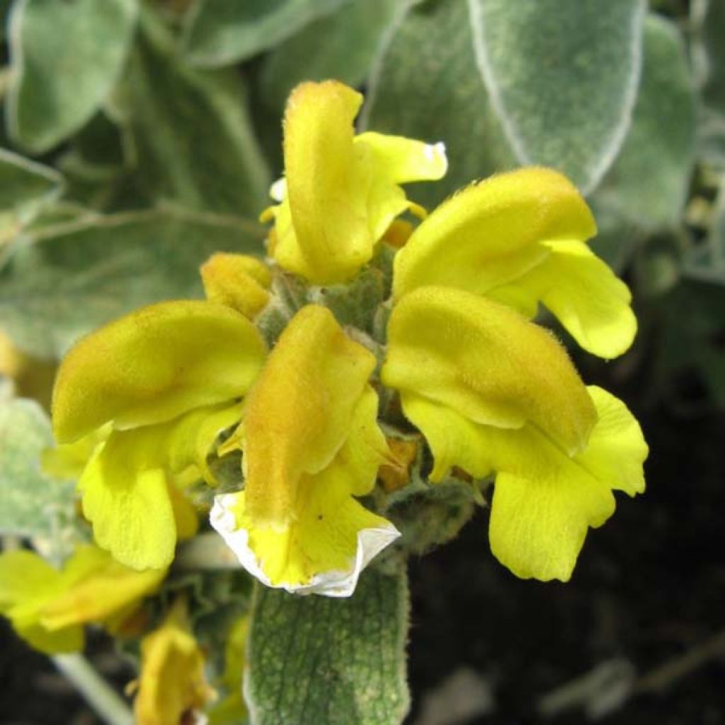 Phlomis fruticosa - Jerusalem Sage