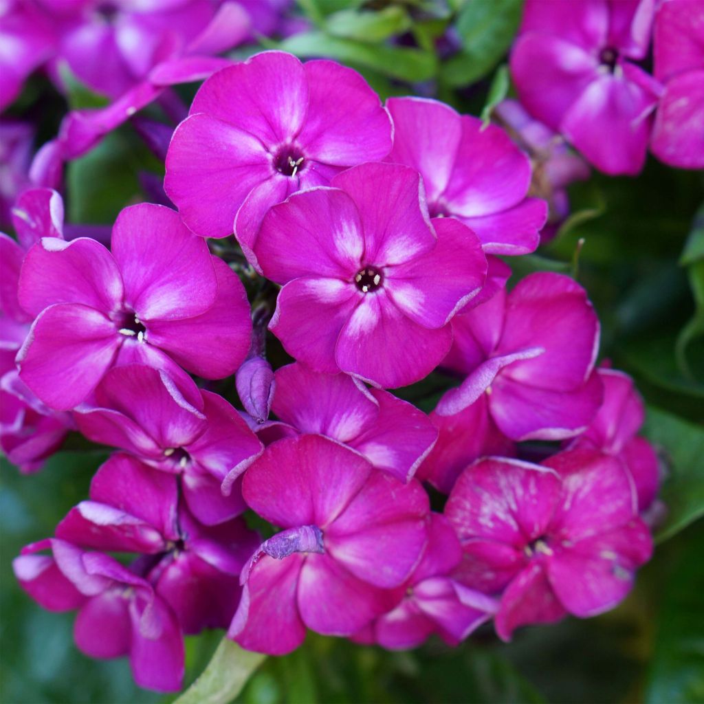 Phlox paniculata Bambini Desire