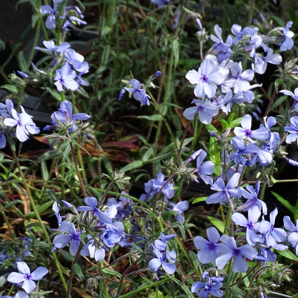 Phlox divaricata subsp. laphamii Chattahoochee