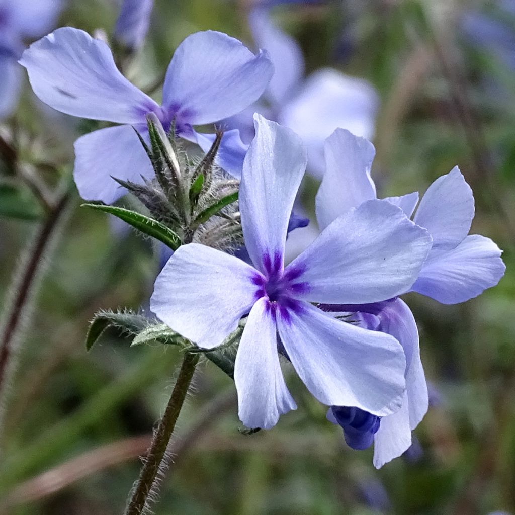 Phlox divaricata subsp. laphamii Chattahoochee
