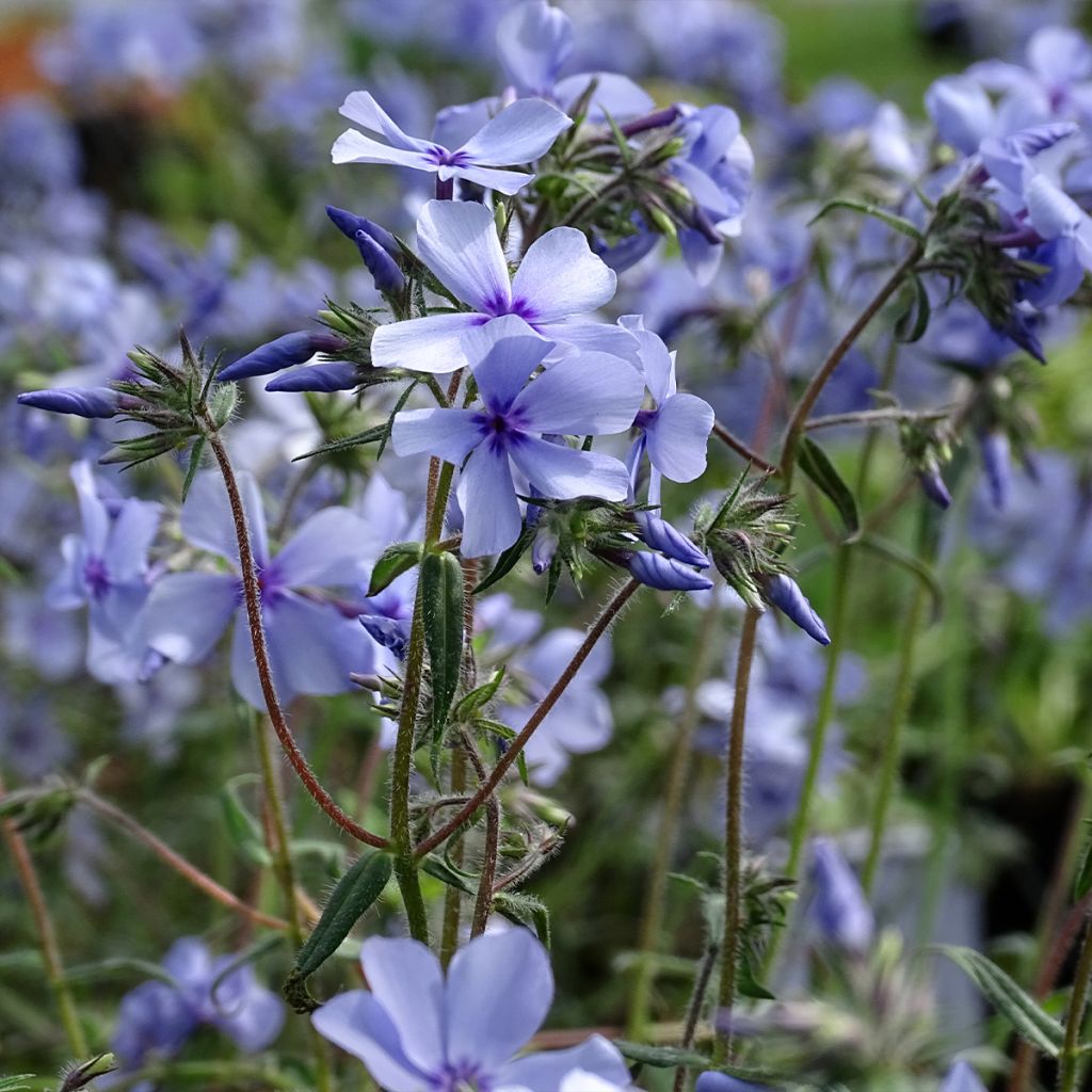 Phlox divaricata subsp. laphamii Chattahoochee