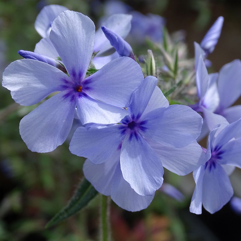 Phlox divaricata subsp. laphamii Chattahoochee