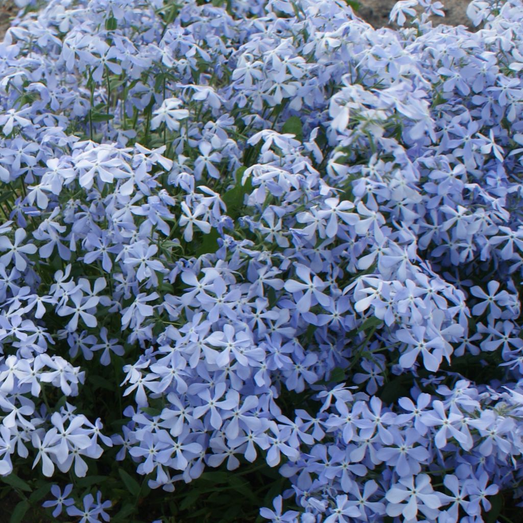 Phlox divaricata 'Clouds of Perfume'