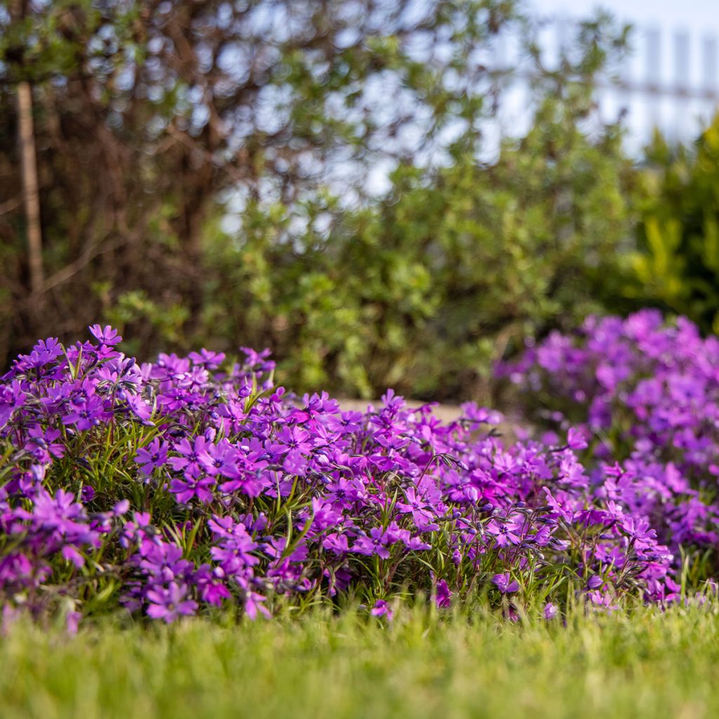 Phlox subulata Atropurpurea