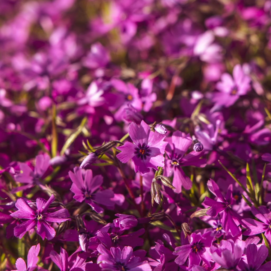 Phlox subulata Atropurpurea