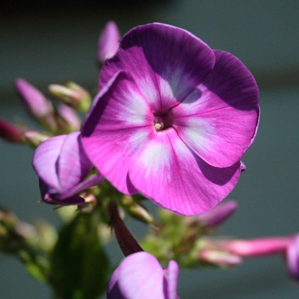 Phlox paniculata Laura