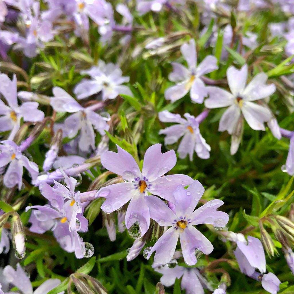 Phlox subulata Cushion Blue