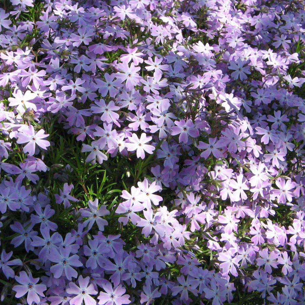 Phlox subulata Cushion Blue