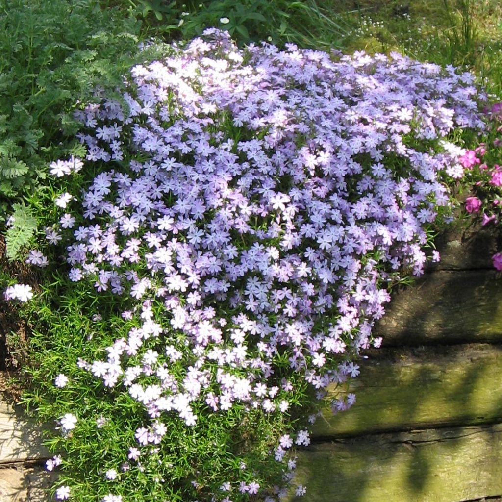 Phlox subulata Cushion Blue