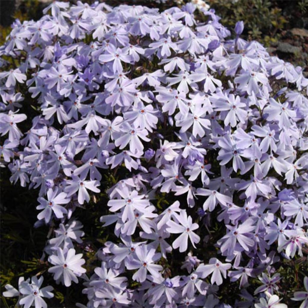 Phlox subulata Cushion Blue