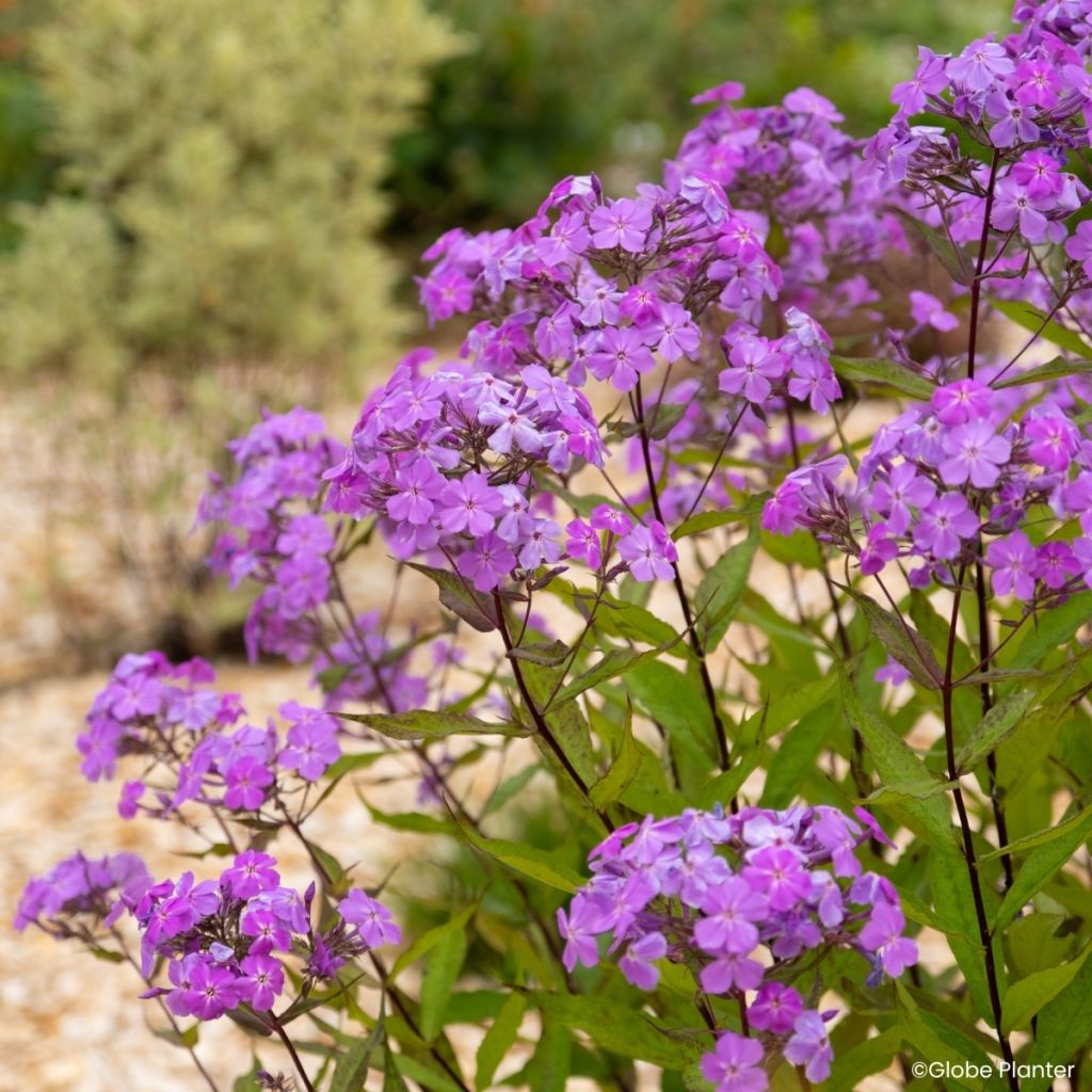 Phlox paniculata Koningin Paola
