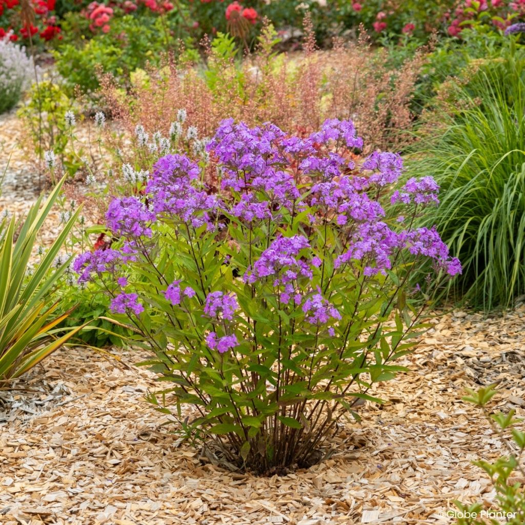 Phlox paniculata Koningin Paola