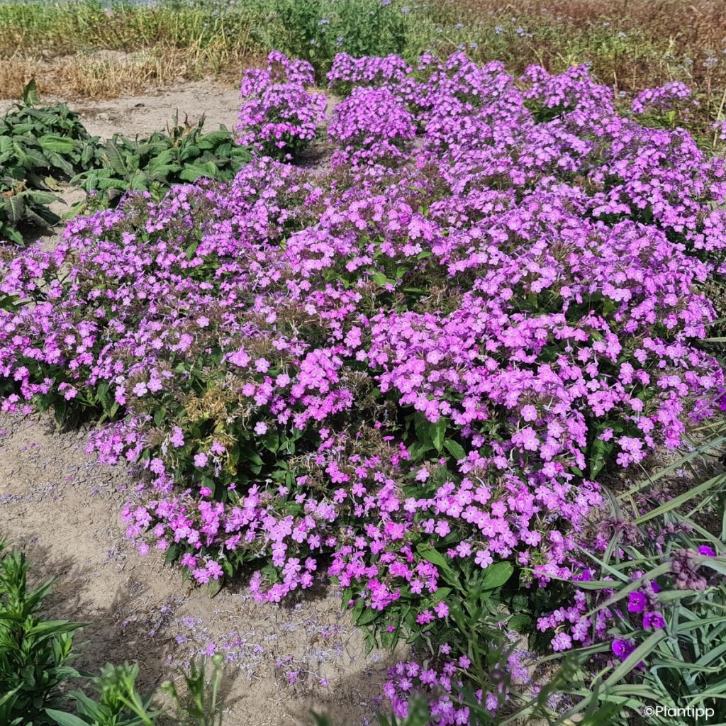 Phlox paniculata Koningin Paola