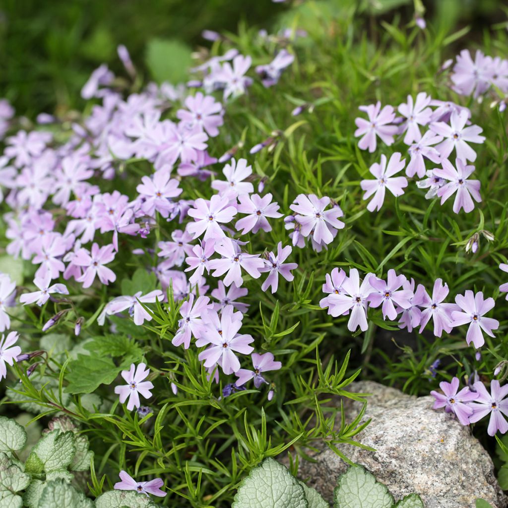 Phlox subulata Cushion Blue