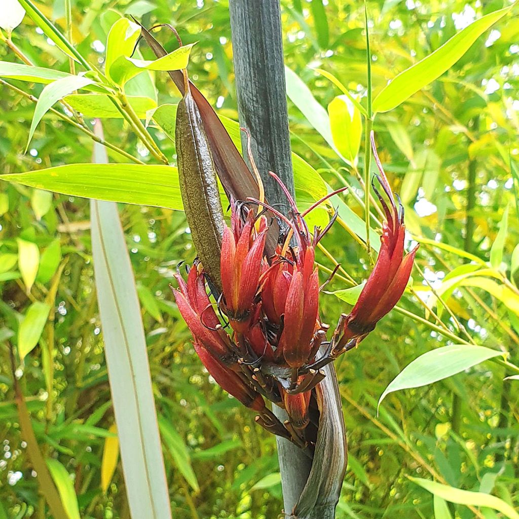 Phormium tenax Purpureum - New Zealand Flax