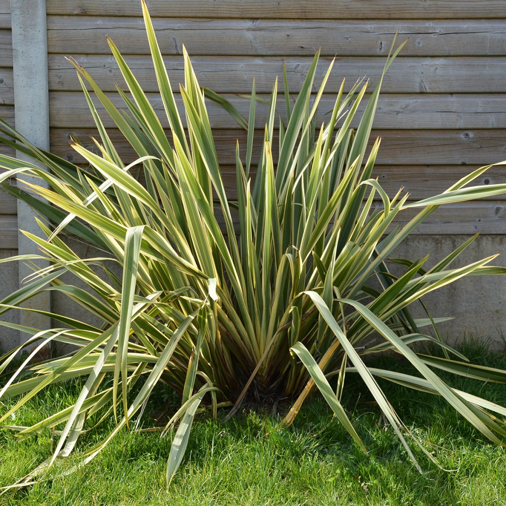 Phormium tenax Duet - Flax lily