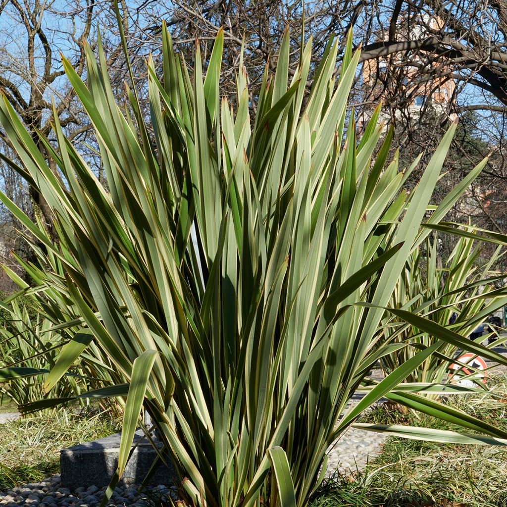 Phormium tenax seeds - New Zealand flax