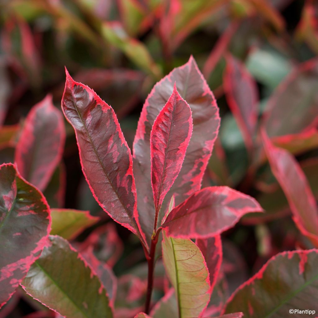 Photinia fraseri Louise McLarlou - Christmas Berry