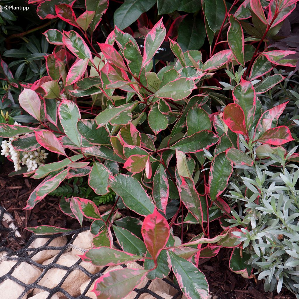 Photinia fraseri Louise McLarlou - Christmas Berry