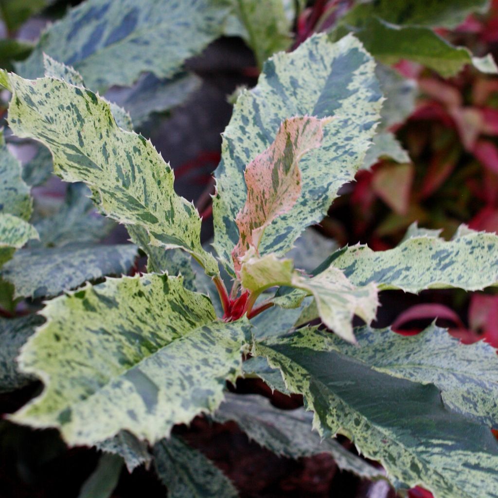 Photinia serratifolia Pink Crispy
