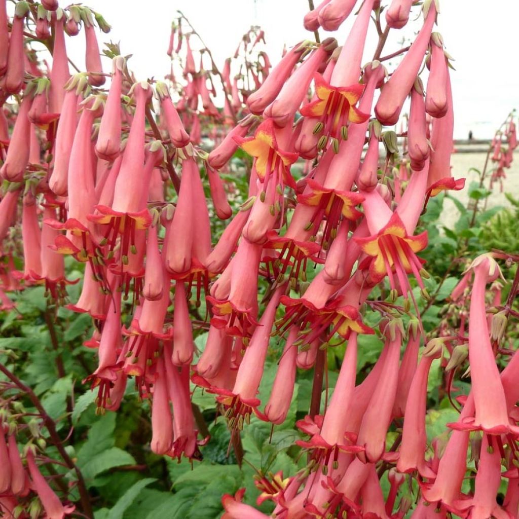 Phygelius capensis - Cape Fuchsia