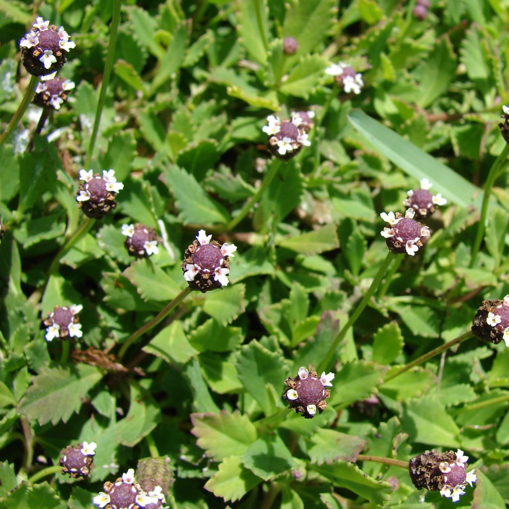 Phyla nodiflora - Capeweed