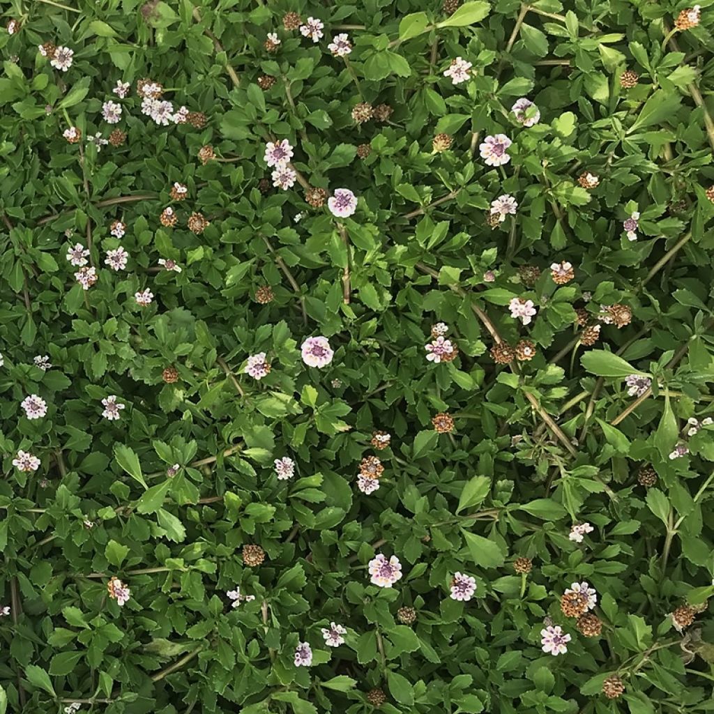 Phyla nodiflora - Capeweed