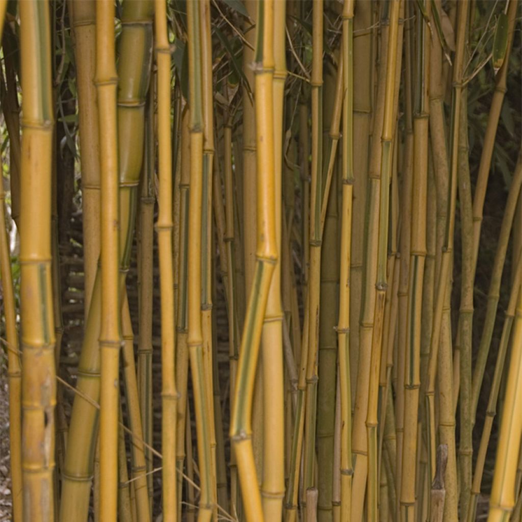 Phyllostachys aureosulcata Spectabilis - Bamboo