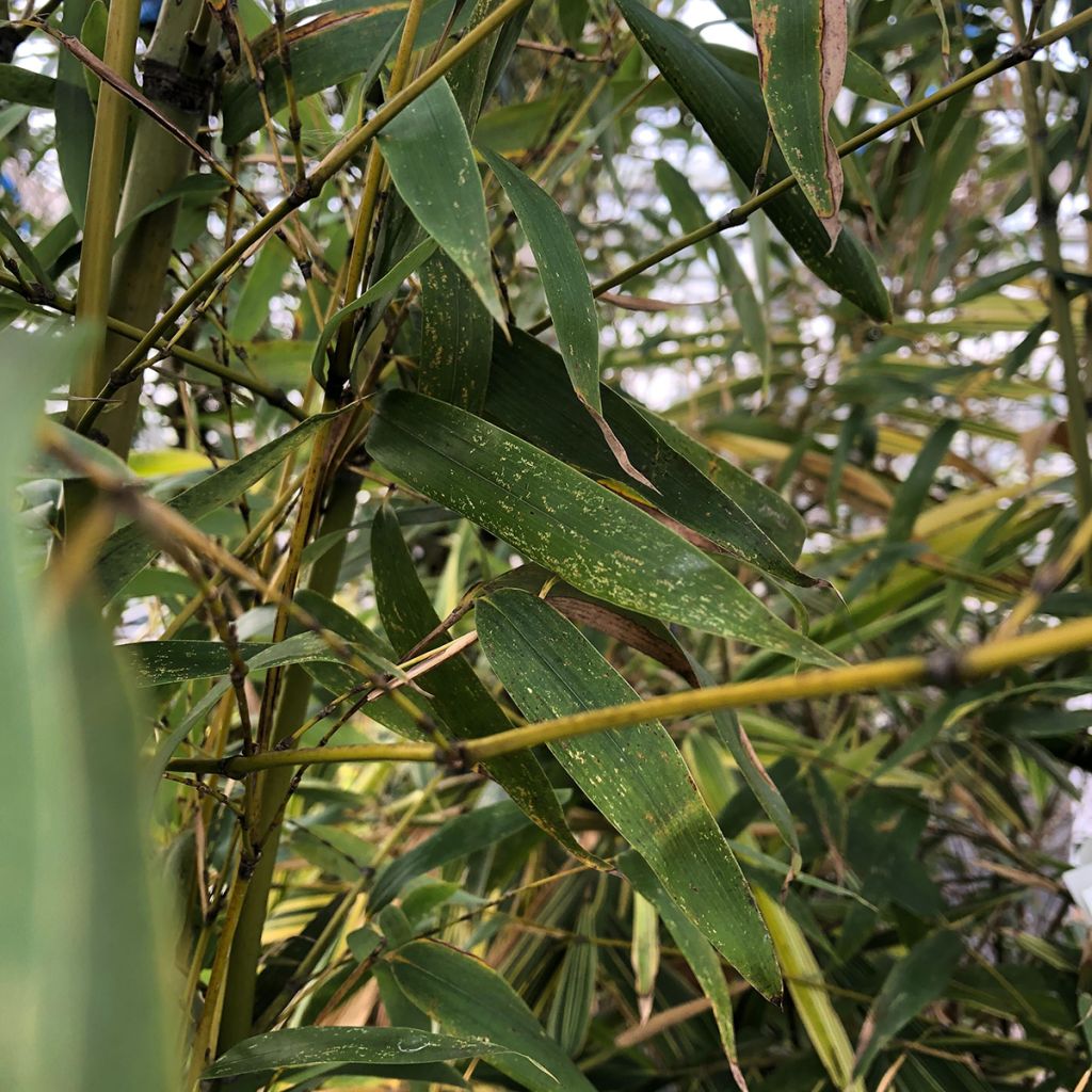 Phyllostachys flexuosa -Sinuate Bamboo