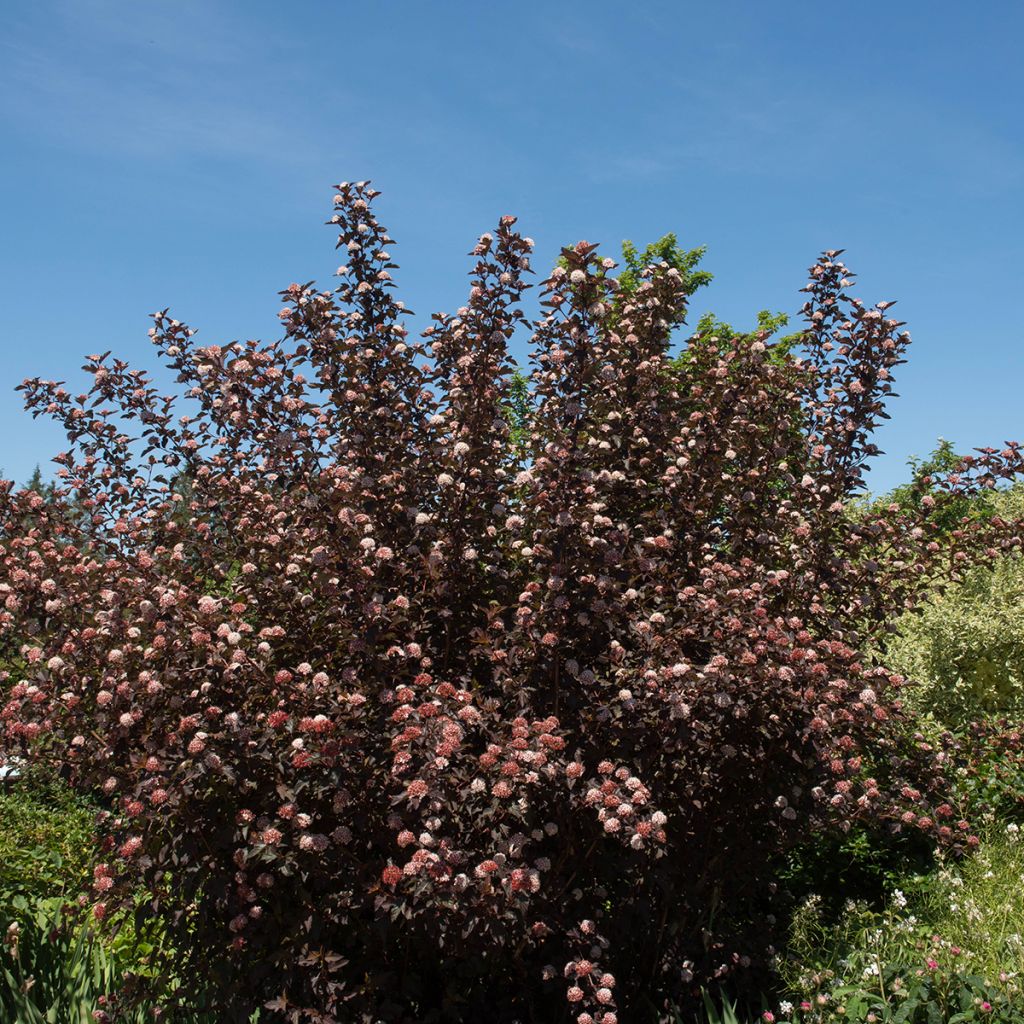 Physocarpus opulifolius Diable D'Or - Ninebark