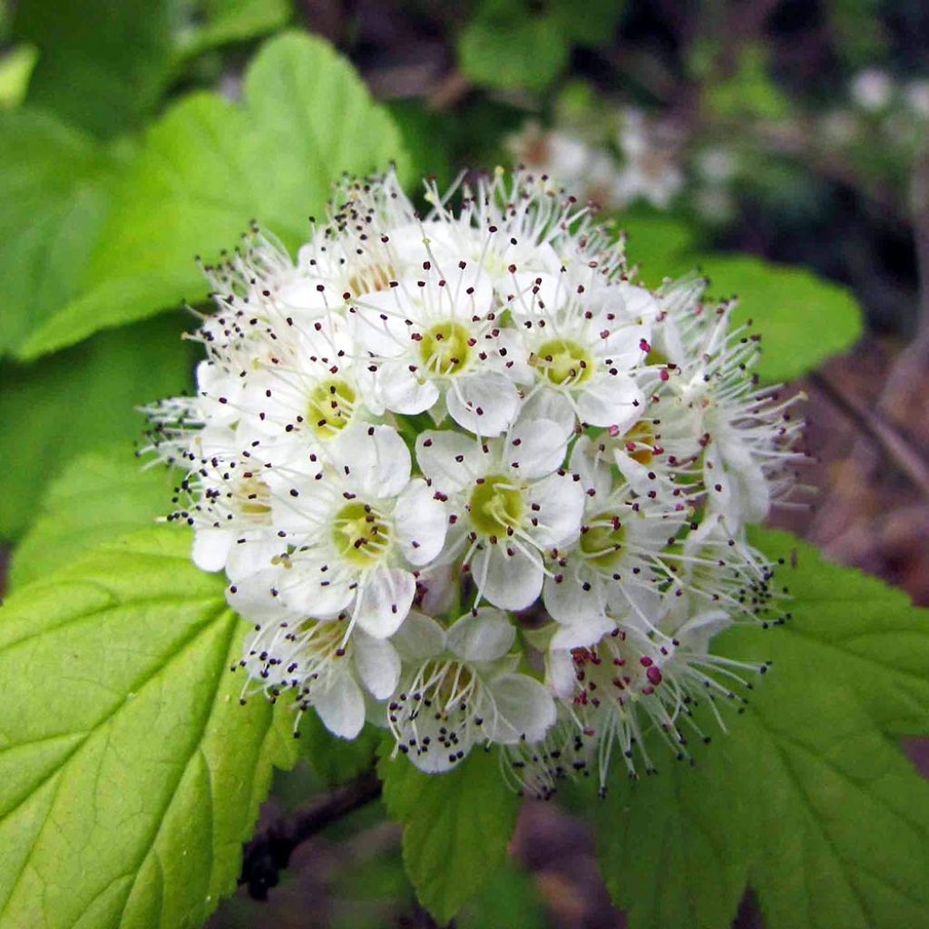 Physocarpus opulifolius - Ninebark