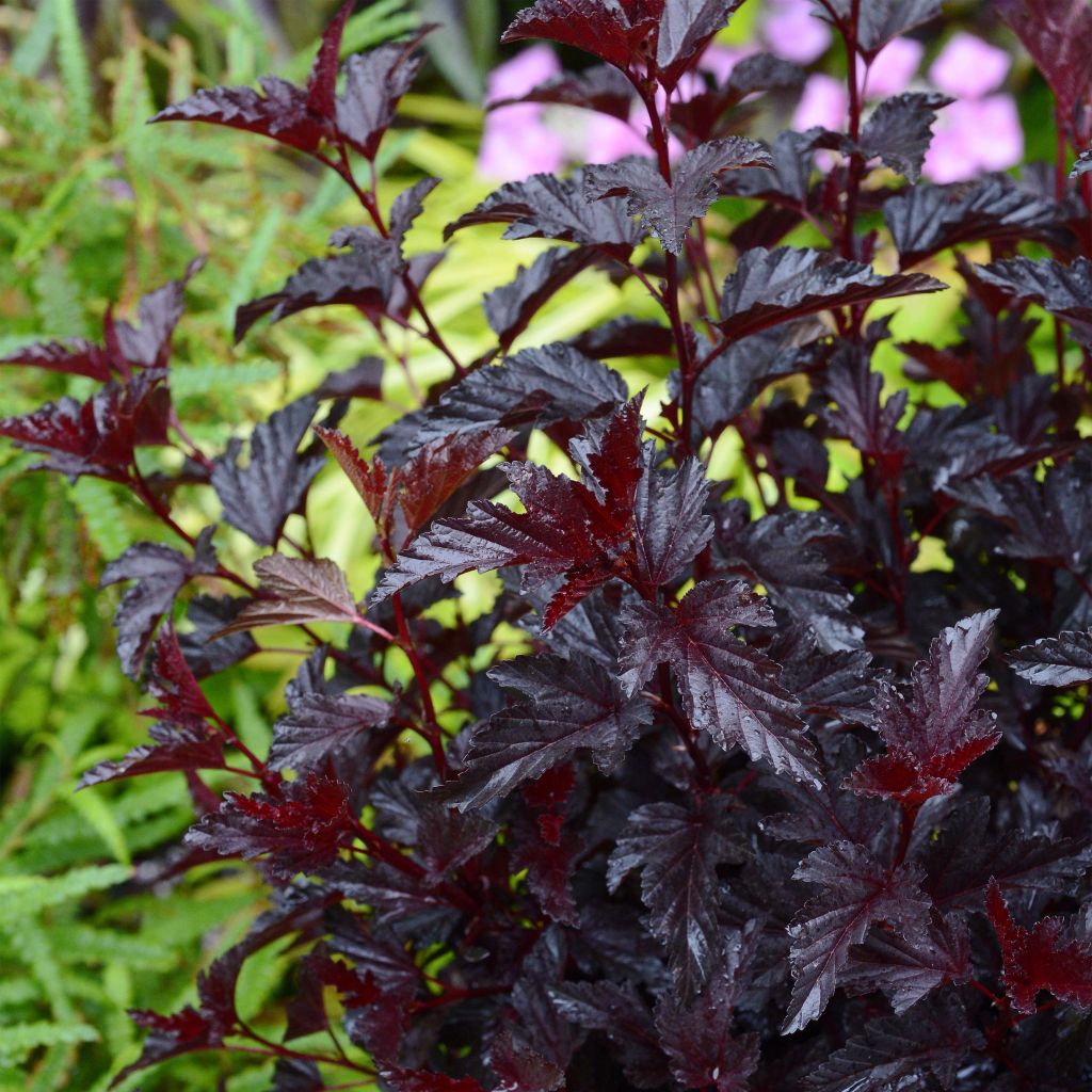 Physocarpus opulifolius All Black - Ninebark
