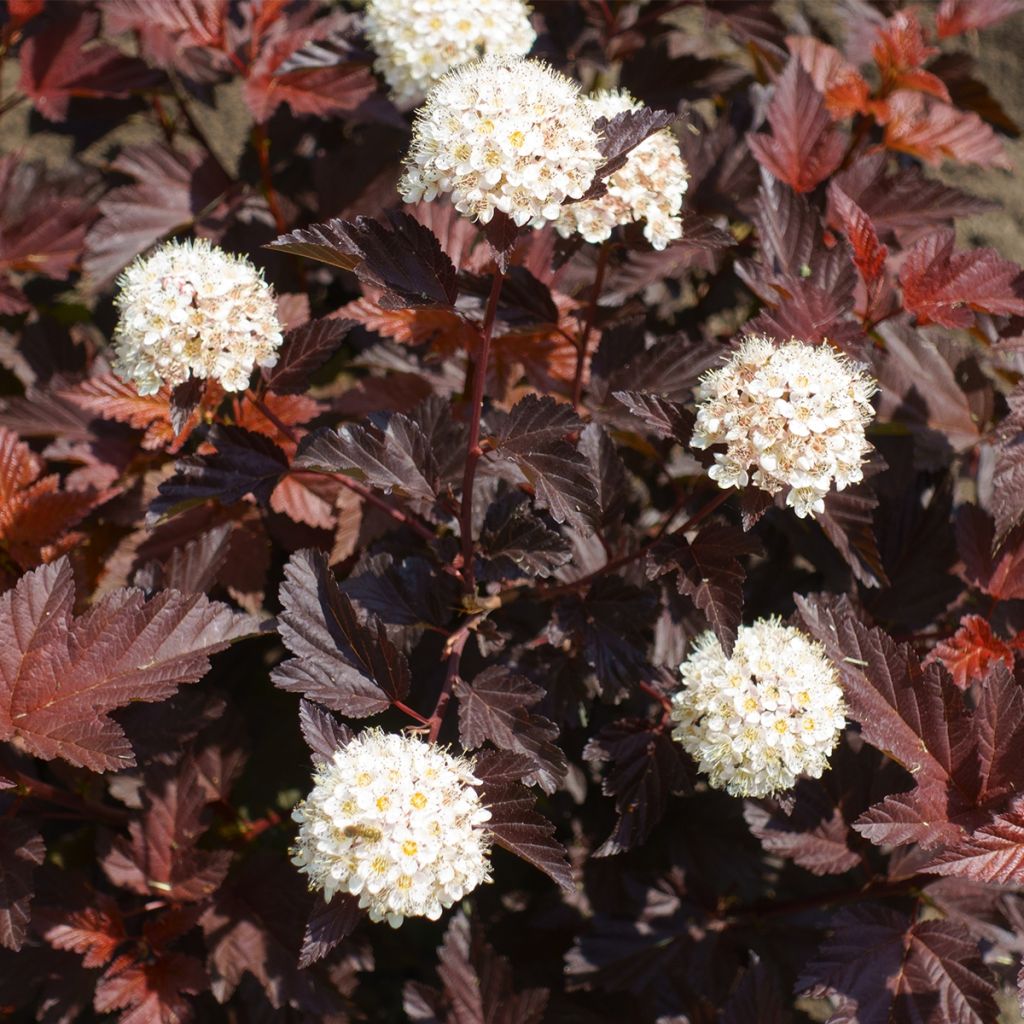 Physocarpus opulifolius Little Angel - Ninebark