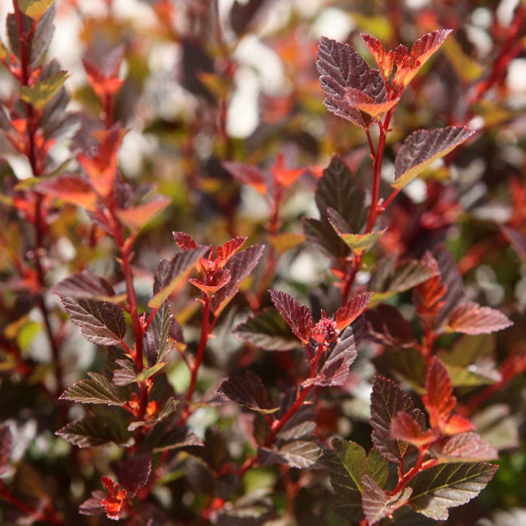Physocarpus opulifolius Spicy Devil®  - Ninebark