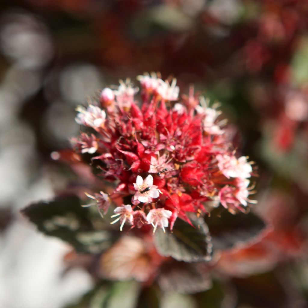 Physocarpus opulifolius Spicy Devil®  - Ninebark