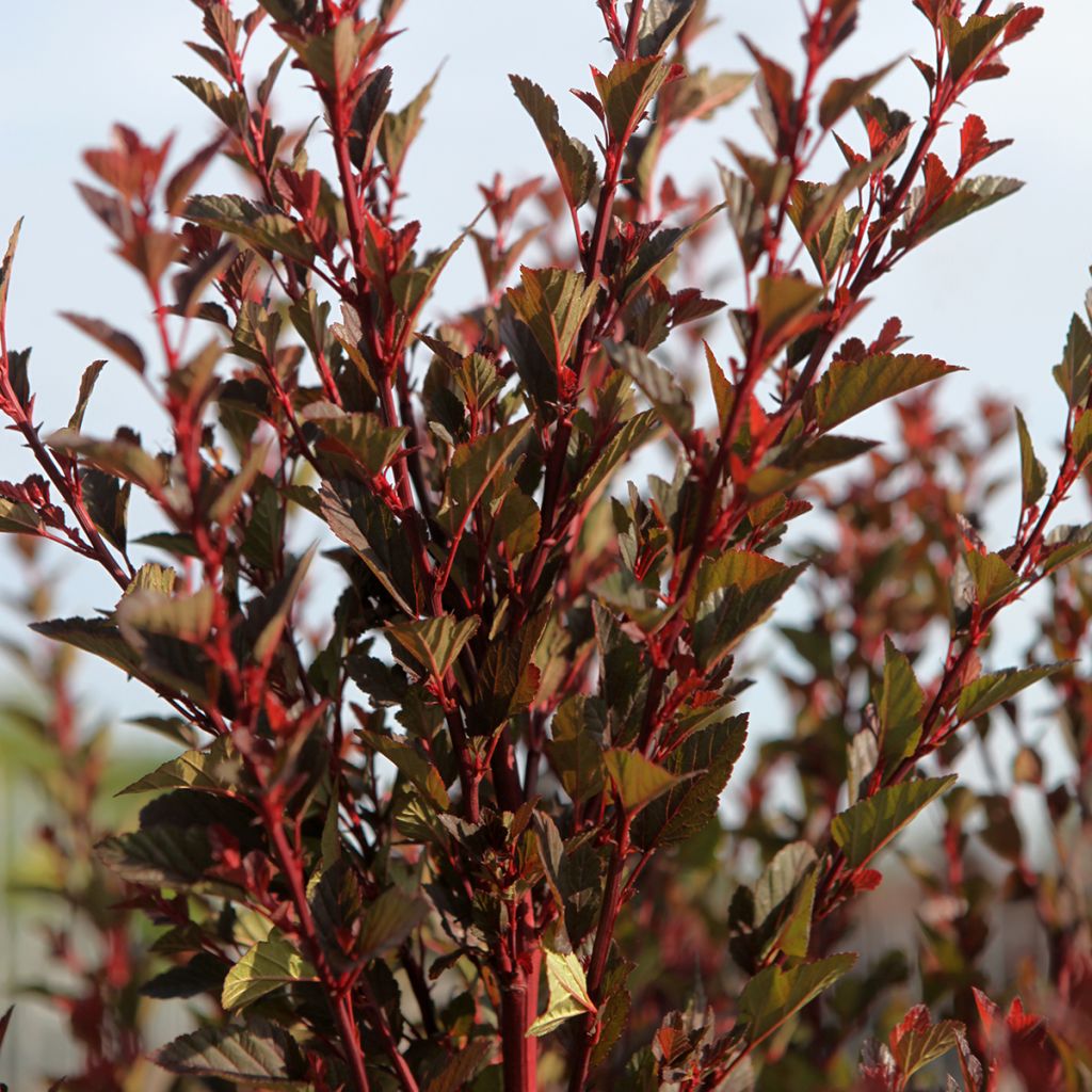 Physocarpus opulifolius Spicy Devil®  - Ninebark