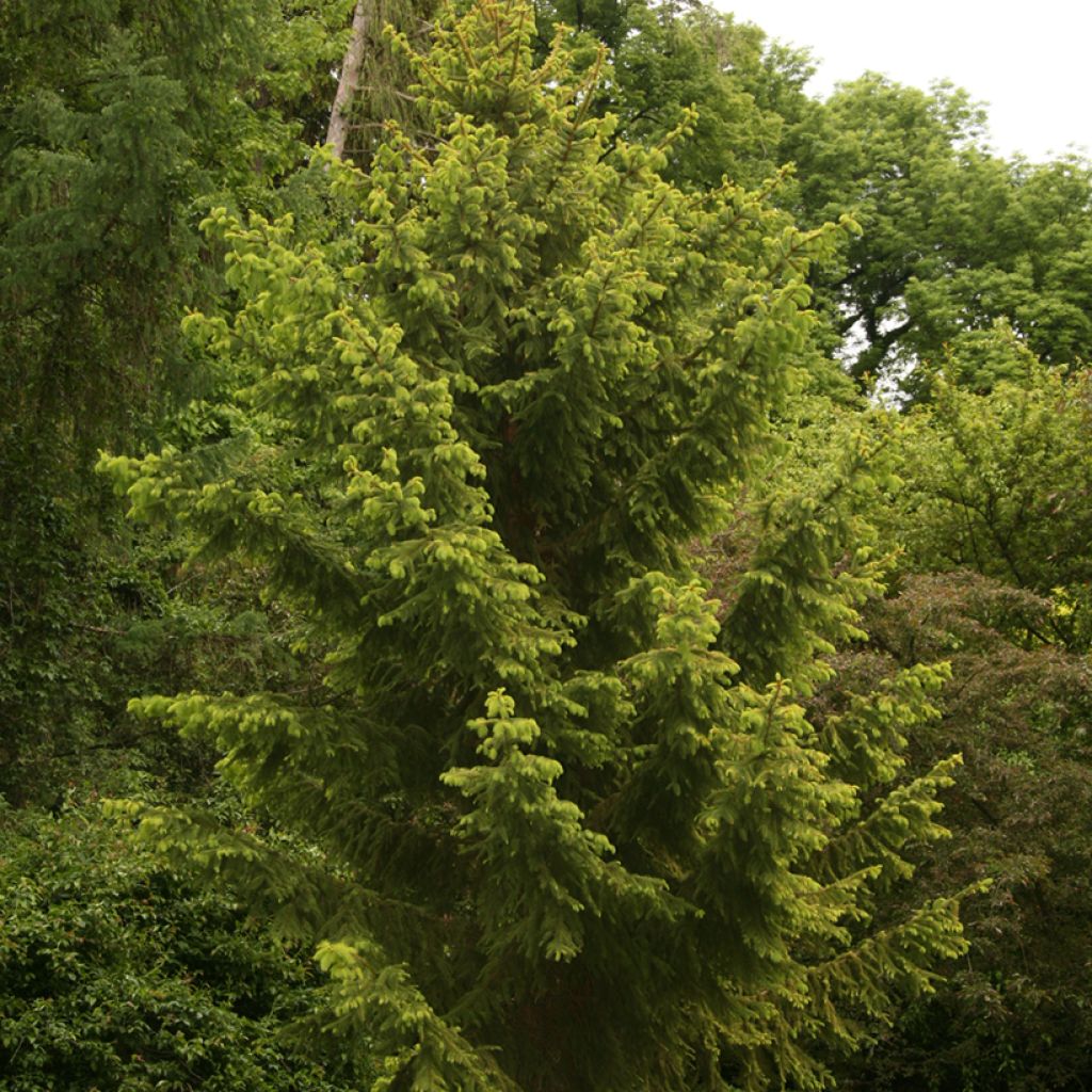 Picea abies Aurea Magnifica - Norway spruce