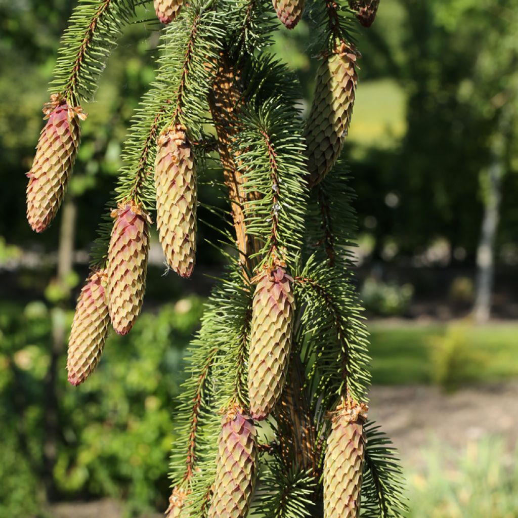 Picea abies Krasickiana - Weeping Norway spruce