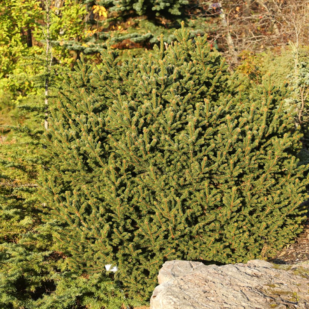 Picea abies Ohlendorffii - Norway spruce