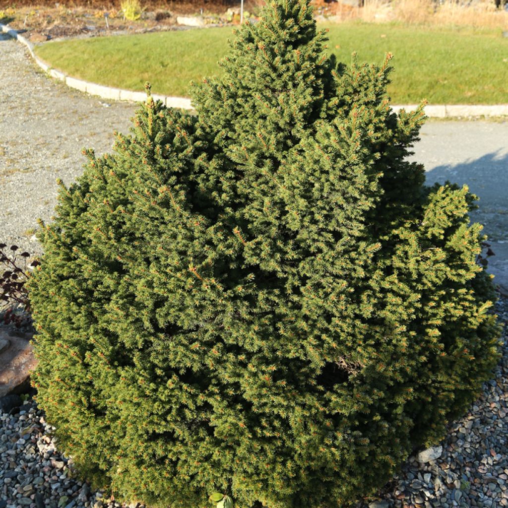 Picea abies Ohlendorffii - Norway spruce