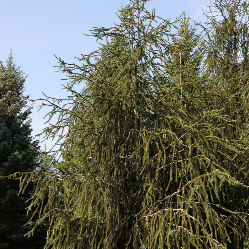 Picea abies Virgata - Snake fir