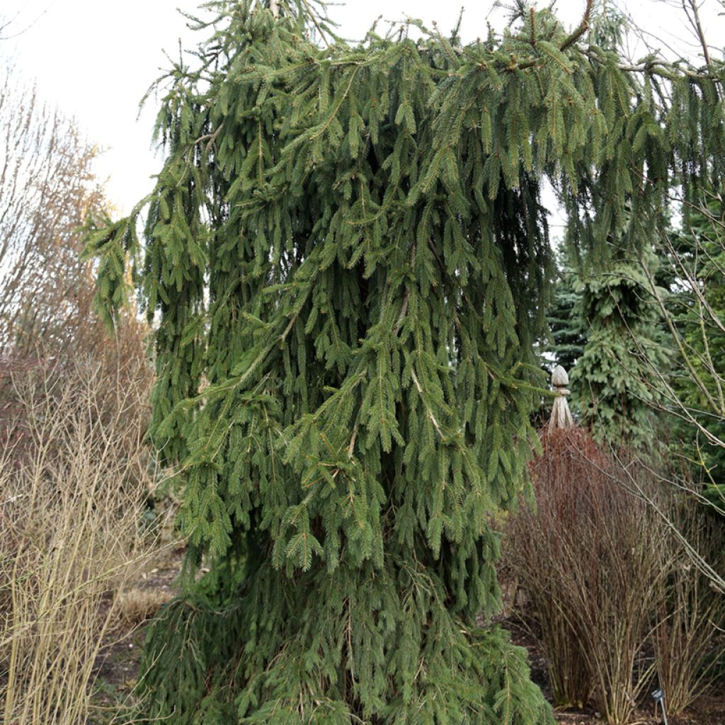 Picea abies Wartburg - Norway spruce