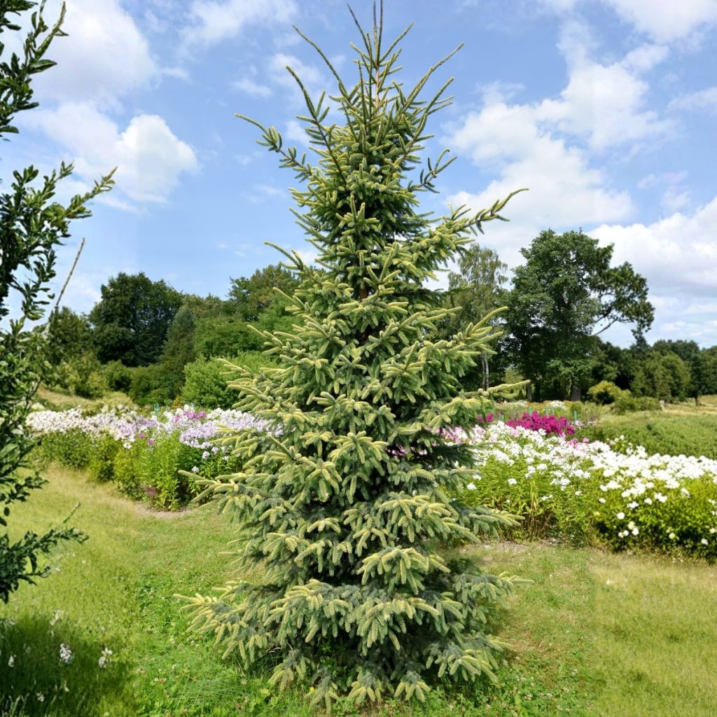 Picea mariana Aurea - Black Spruce